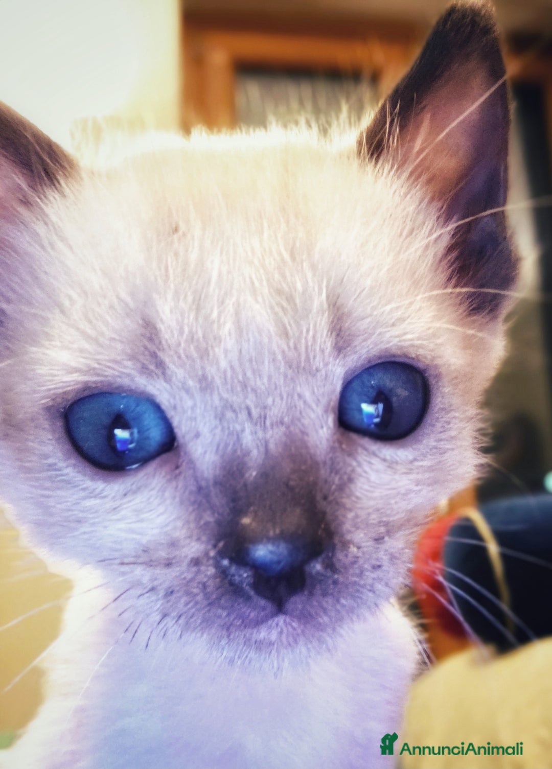 Bengala gatti in vendita: Cucciolo maschio gatto bengala  - Annuncio 15