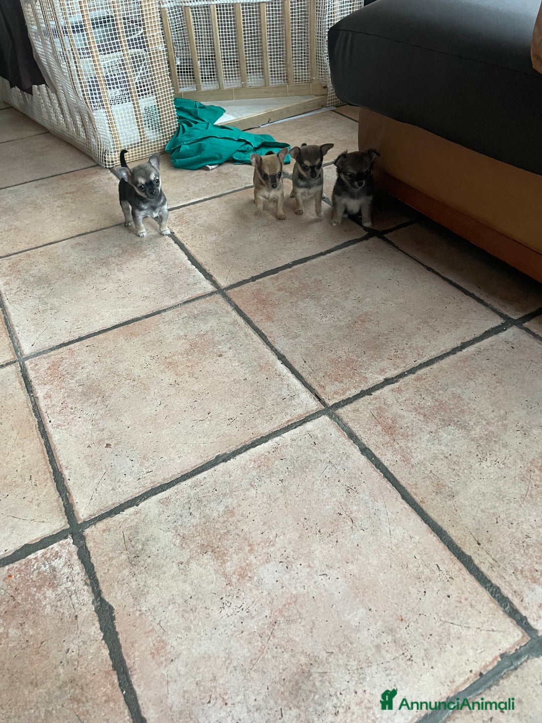 Chihuahua cani in vendita: Vendo Cuccioli Chihuahua purissimi - Annuncio 5