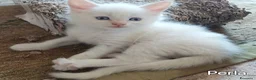 Maine Coon gatti in vendita: Cuccioli Maine Coon di tanti colori a Provincia di Alessandria - Annuncio 2