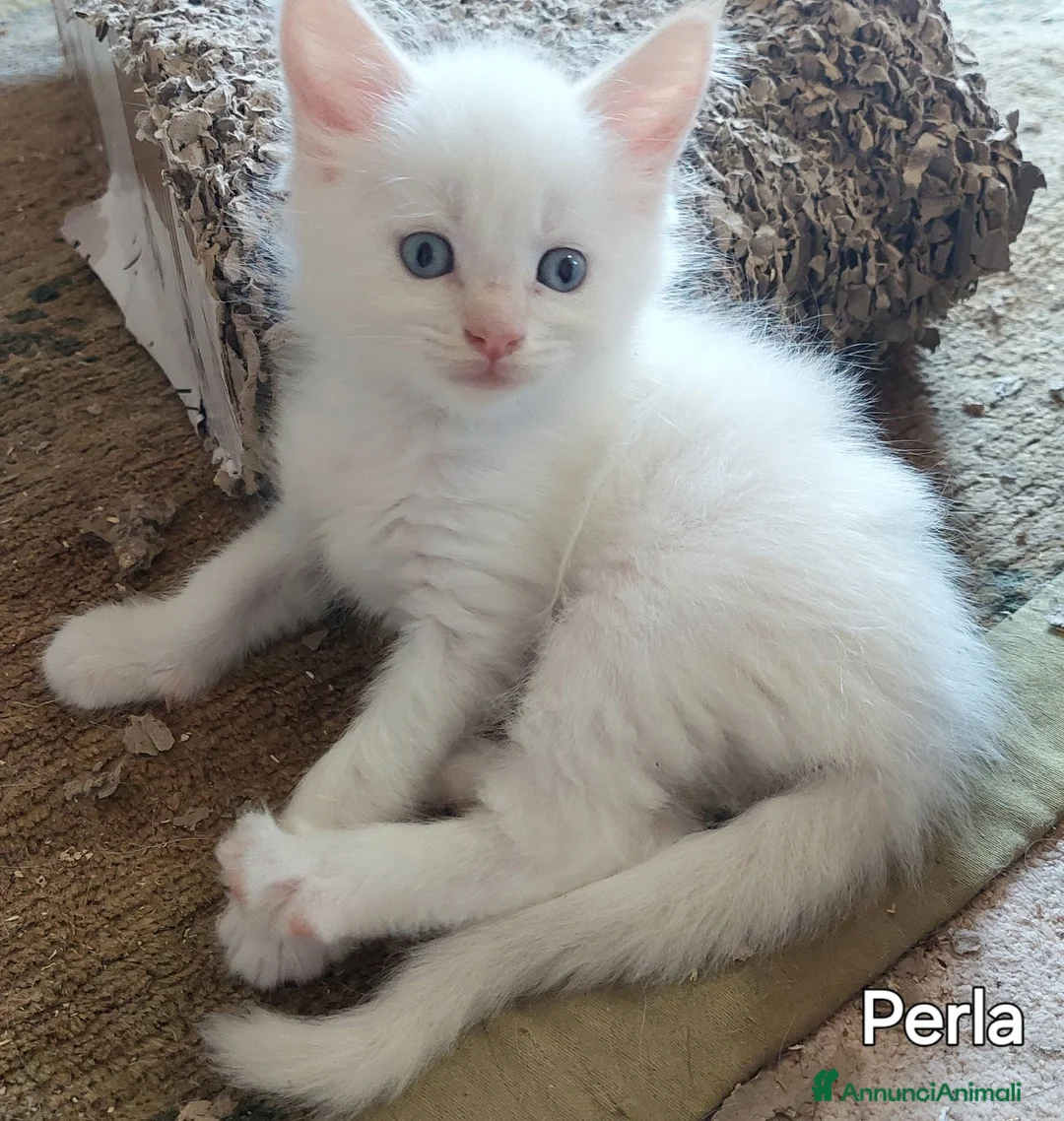 Maine Coon gatti in vendita: Cuccioli Maine Coon di tanti colori a Provincia di Alessandria - Annuncio 2