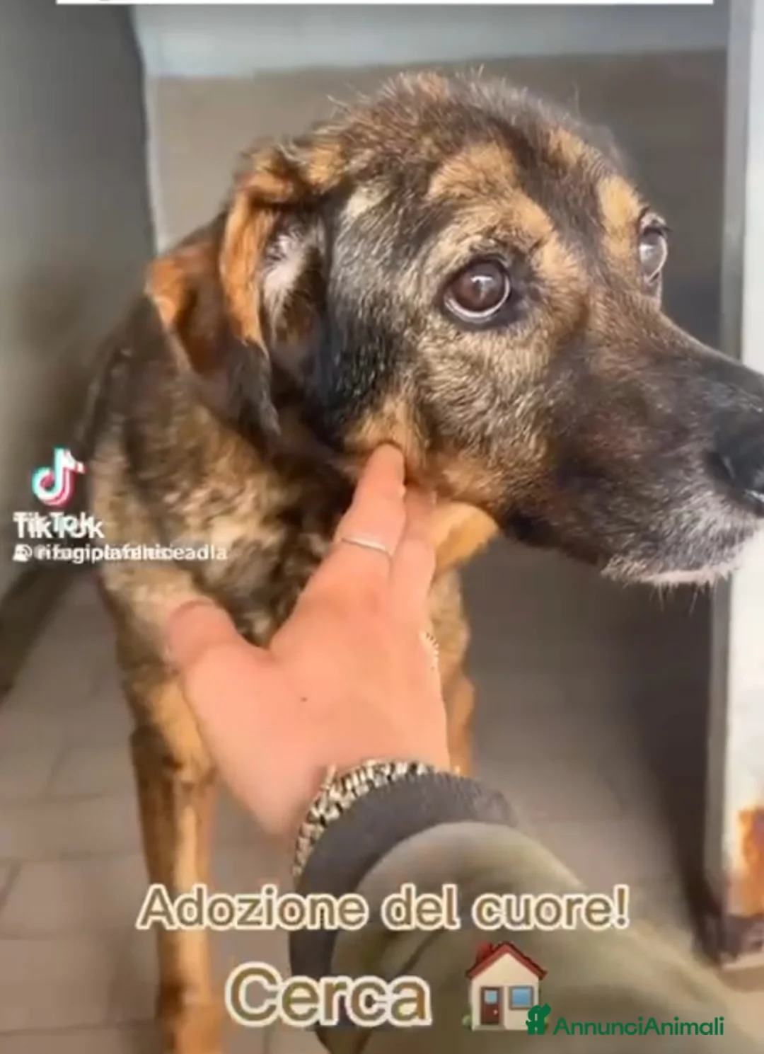 Meticcio cani in regalo: Brownie femmina 12ANNI DI CANILE!!! NAPOLI SOS SOS a Città Metropolitana di Milano - Annuncio 8