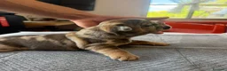Bulldog Francese cani in vendita: bulldog francese  - Annuncio 2