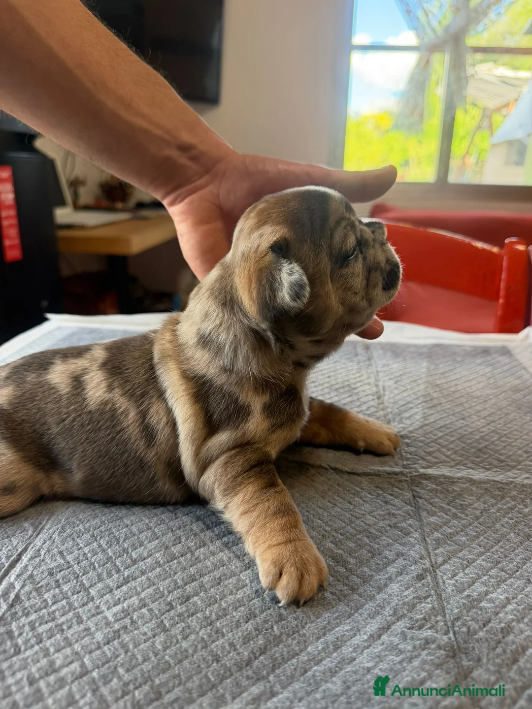 Bulldog Francese cani in vendita: bulldog francese  - Annuncio 2