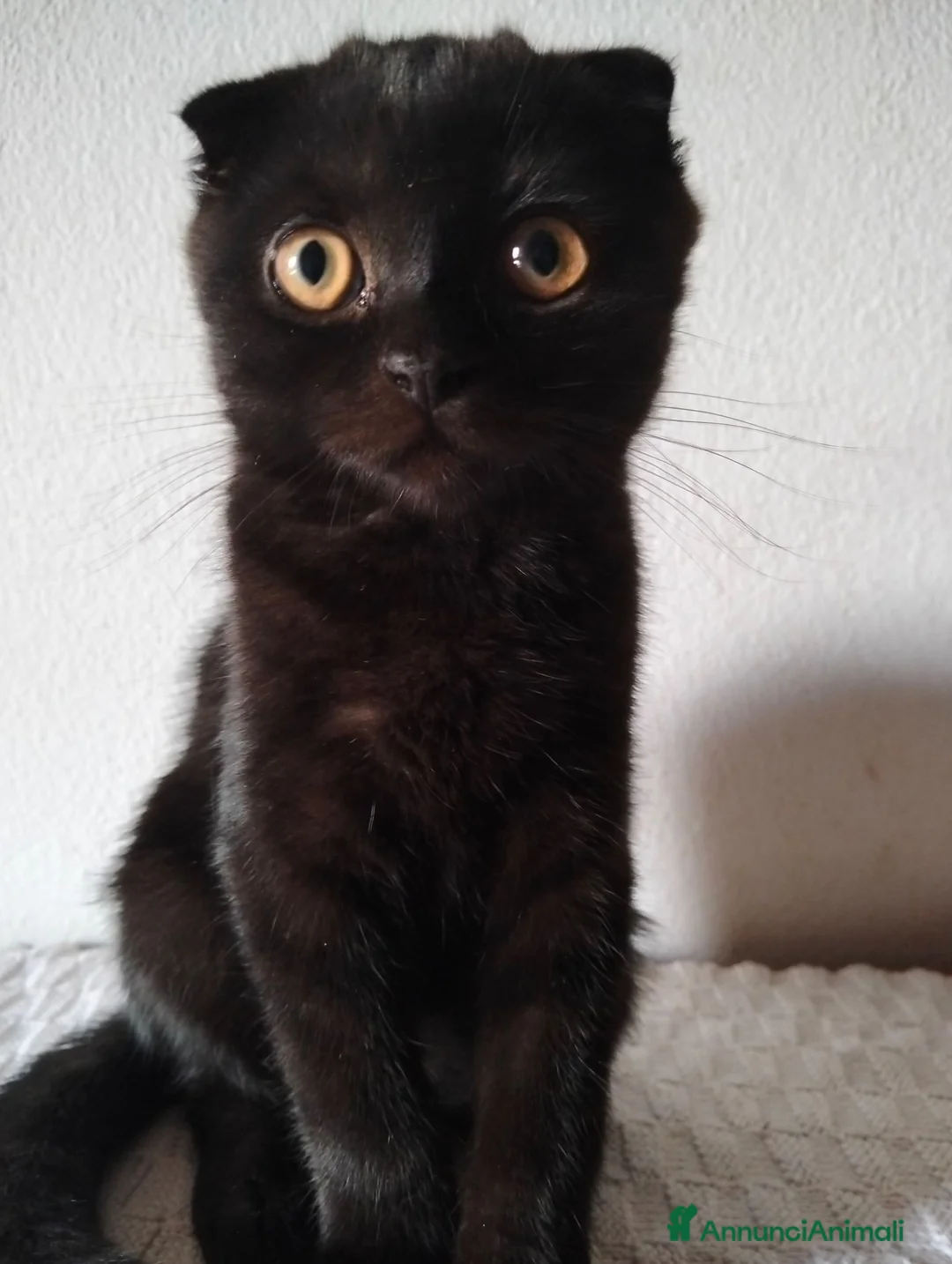 Scottish gatti in vendita: Gattini Scottish  - Annuncio 1