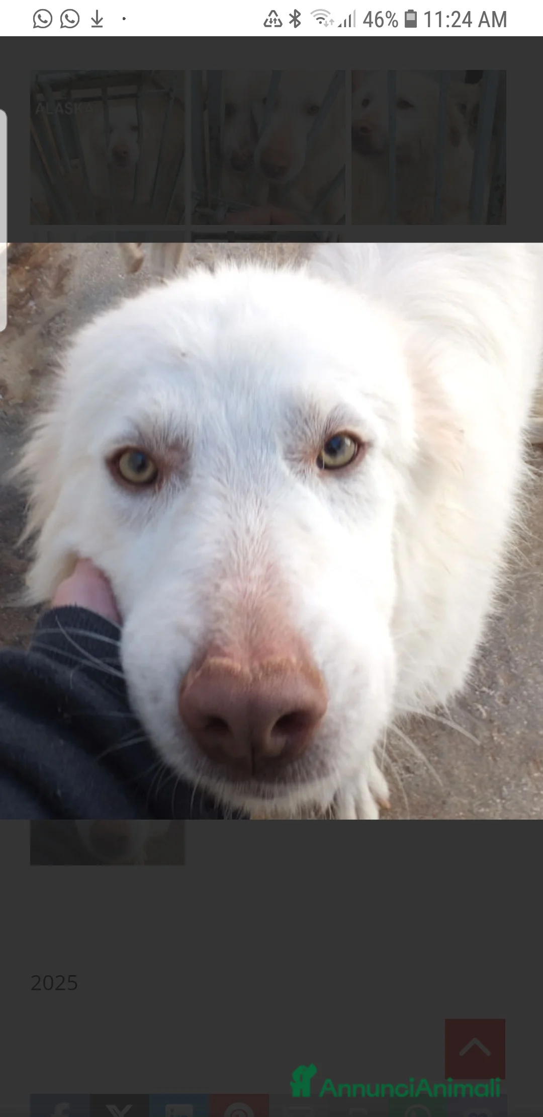 Meticcio cani in regalo: ADOZIONI DEL CUORE: buono e gentile…ti aspetta - Annuncio 7