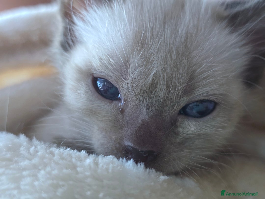 Bengala gatti in vendita: Cucciolo gatto bengala  - Annuncio 27