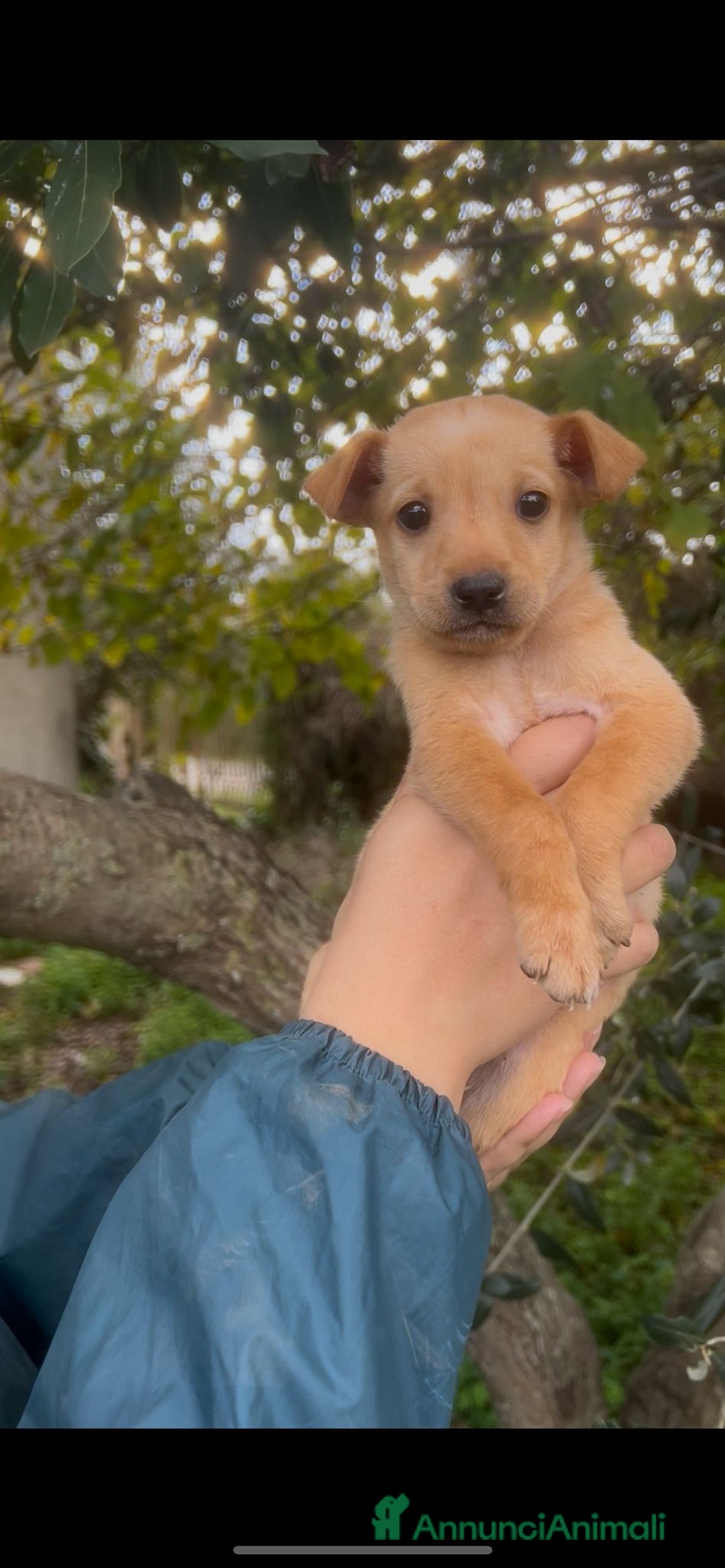 Meticcio cani in regalo: FLIX 💙 - cucciolo taglia piccola cerca casa 🥰 - Annuncio 5