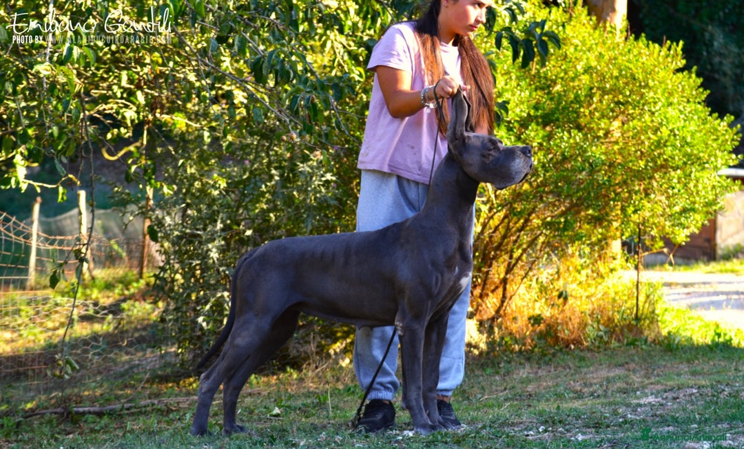 Alano cani in vendita: Cucciola Alano femmina blu - Annuncio 8