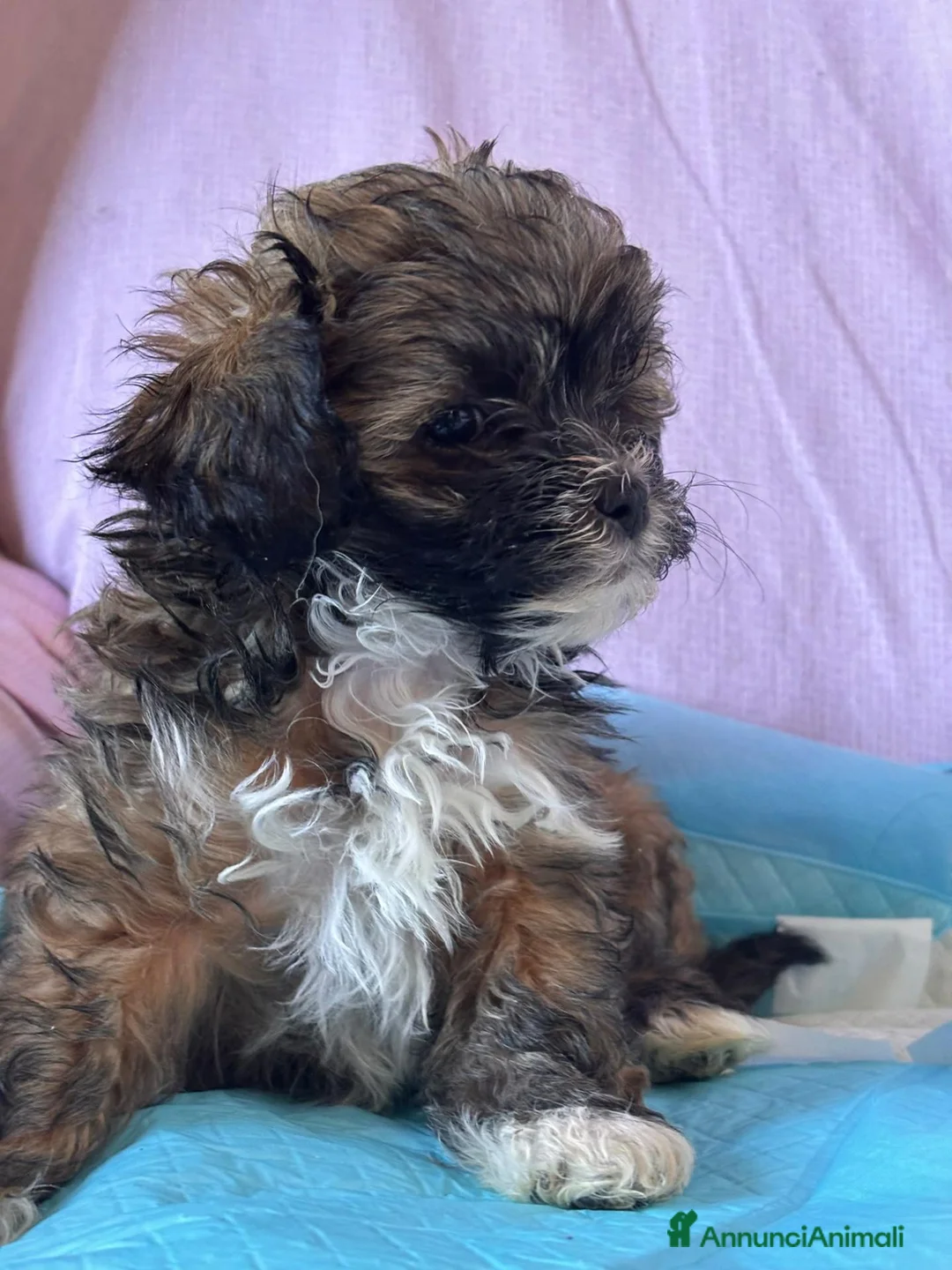 Shihpoo cani in vendita: Cuccioli di shih-poo - Annuncio 2