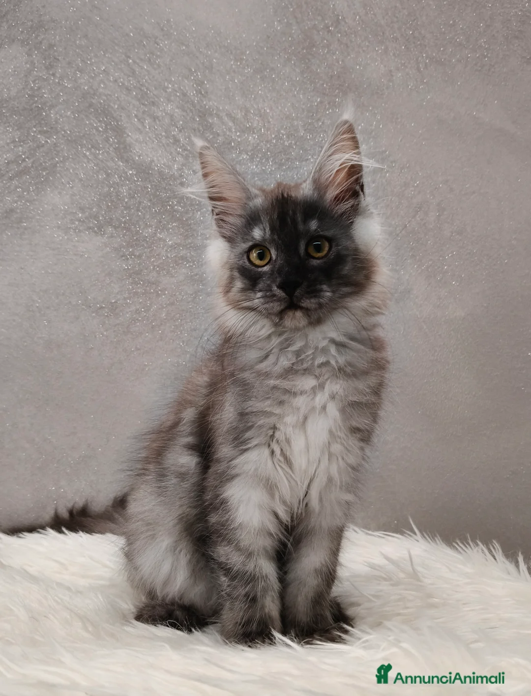 Maine Coon gatti in vendita: Cucciola Maine Coon Black Smoke  - Annuncio 4