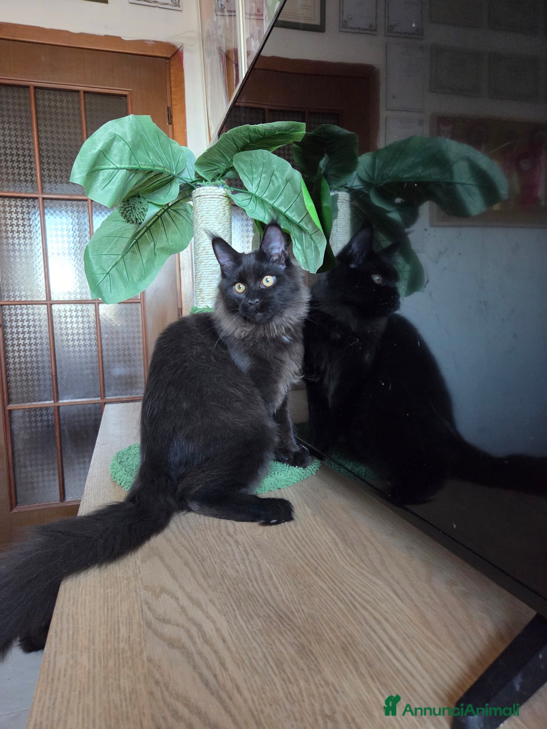 Maine Coon gatti in vendita: Ultimi 4 cuccioli Maine Coon - Annuncio 19