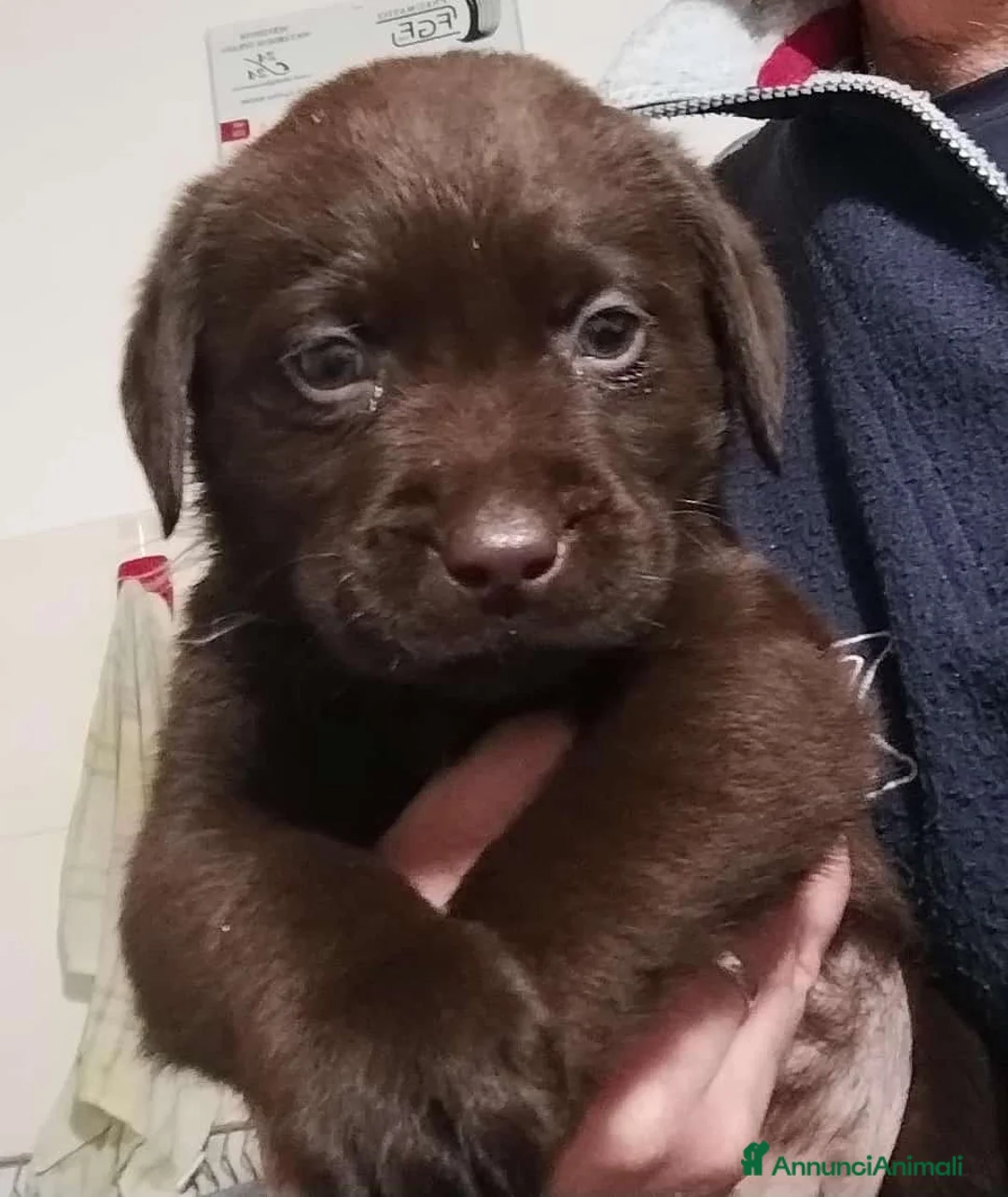 Labrador cani in vendita: LABRADOR - Annuncio 2