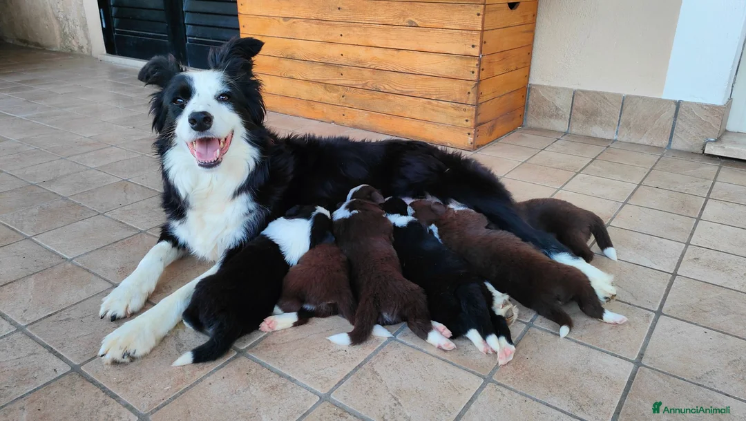 Border Collie cani in vendita: Border collie  - Annuncio 2