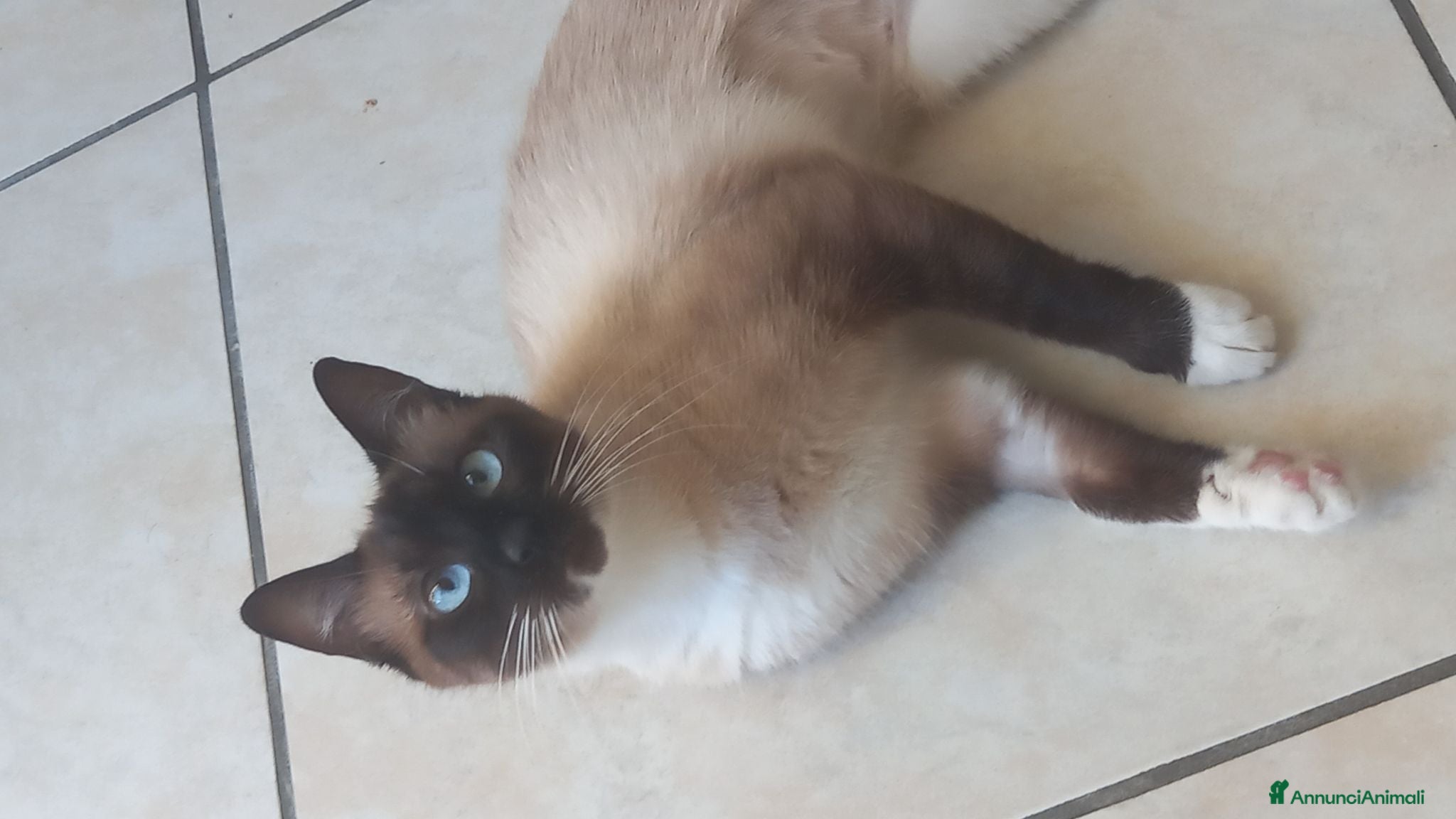 Siamese gatti Regalo siamese di 1 anno circa femmina  - Annuncio 1