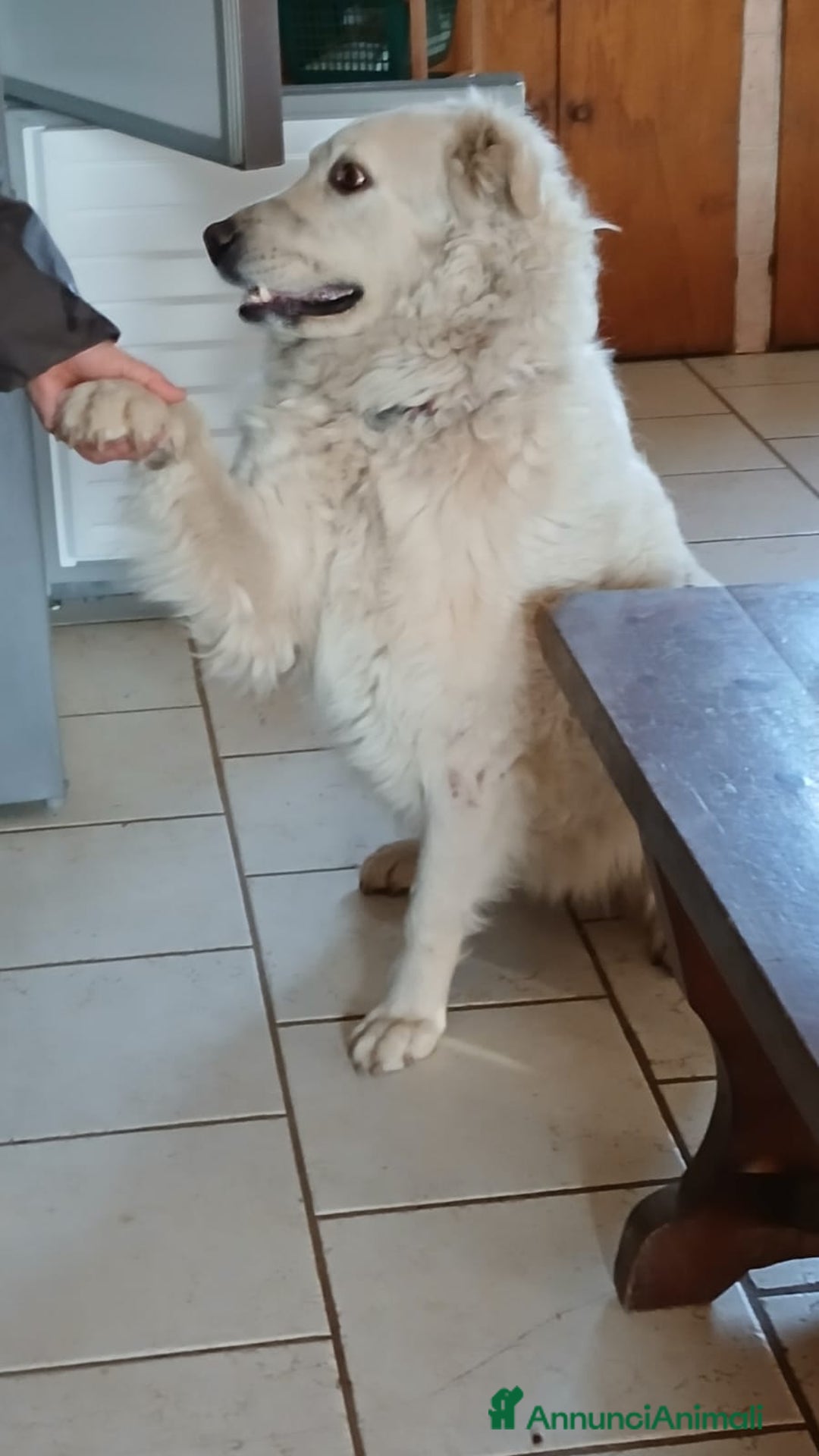 Meticcio cani in regalo: SALLY ATTENDE IL SUO RISCATTO, IN ADOZIONE - Annuncio 3