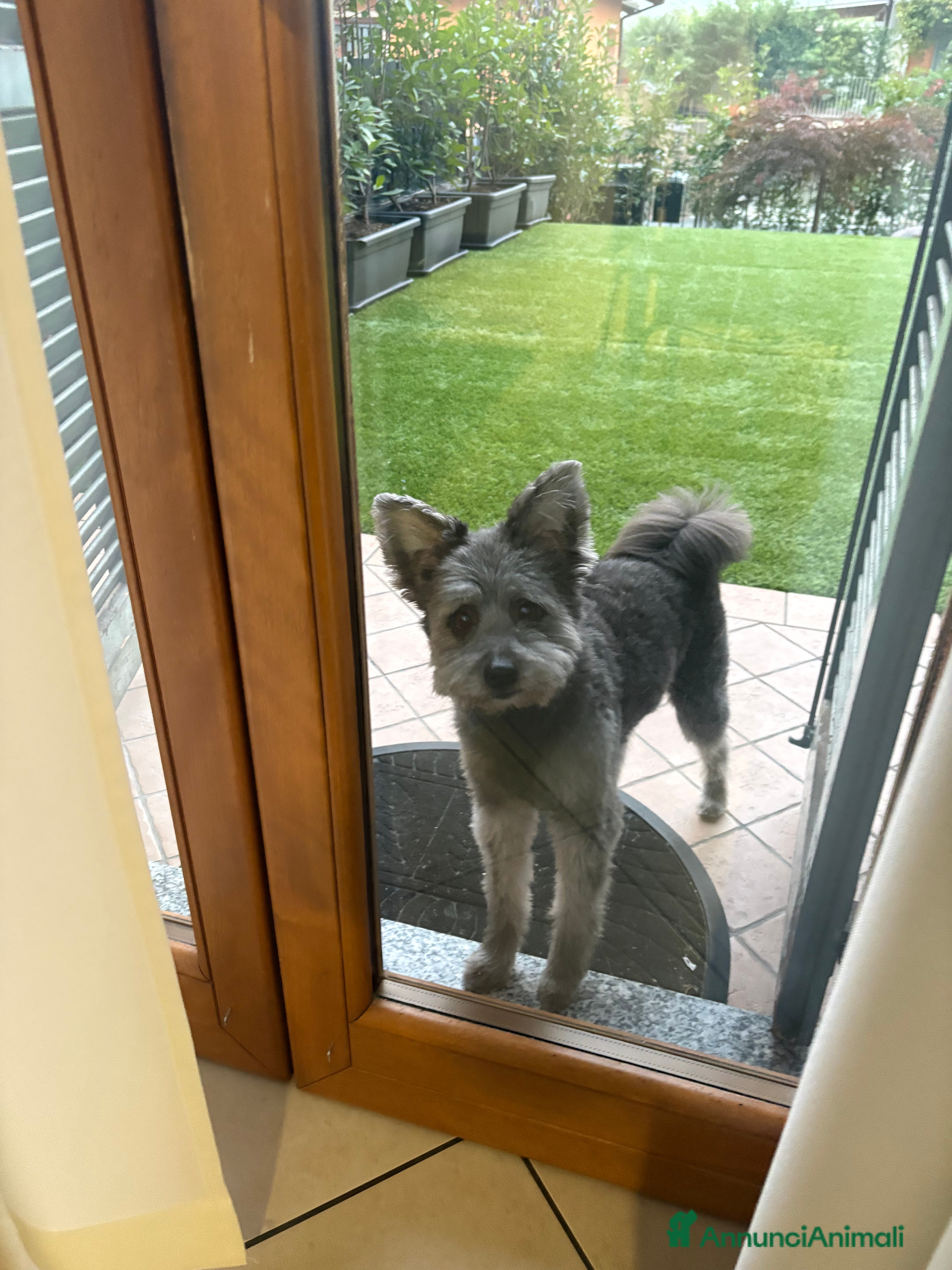 Meticcio cani cerco cane femmina per accoppiare  - Annuncio 16