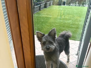 Meticcio cani cerco cane femmina per accoppiare - Annuncio 41