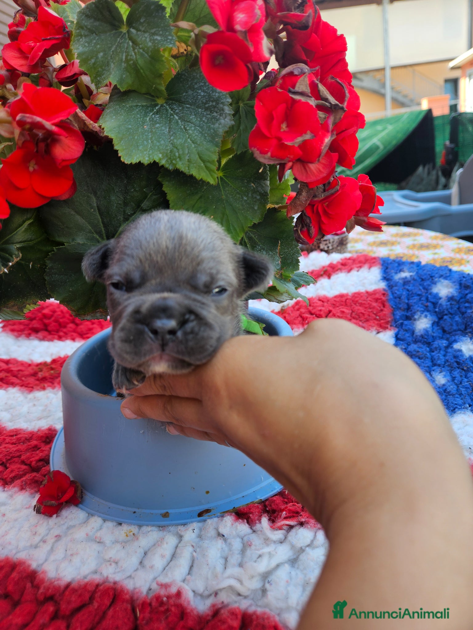 Bulldog Francese cani in vendita: Cuccioli bulldog francese fluffy - Annuncio 20