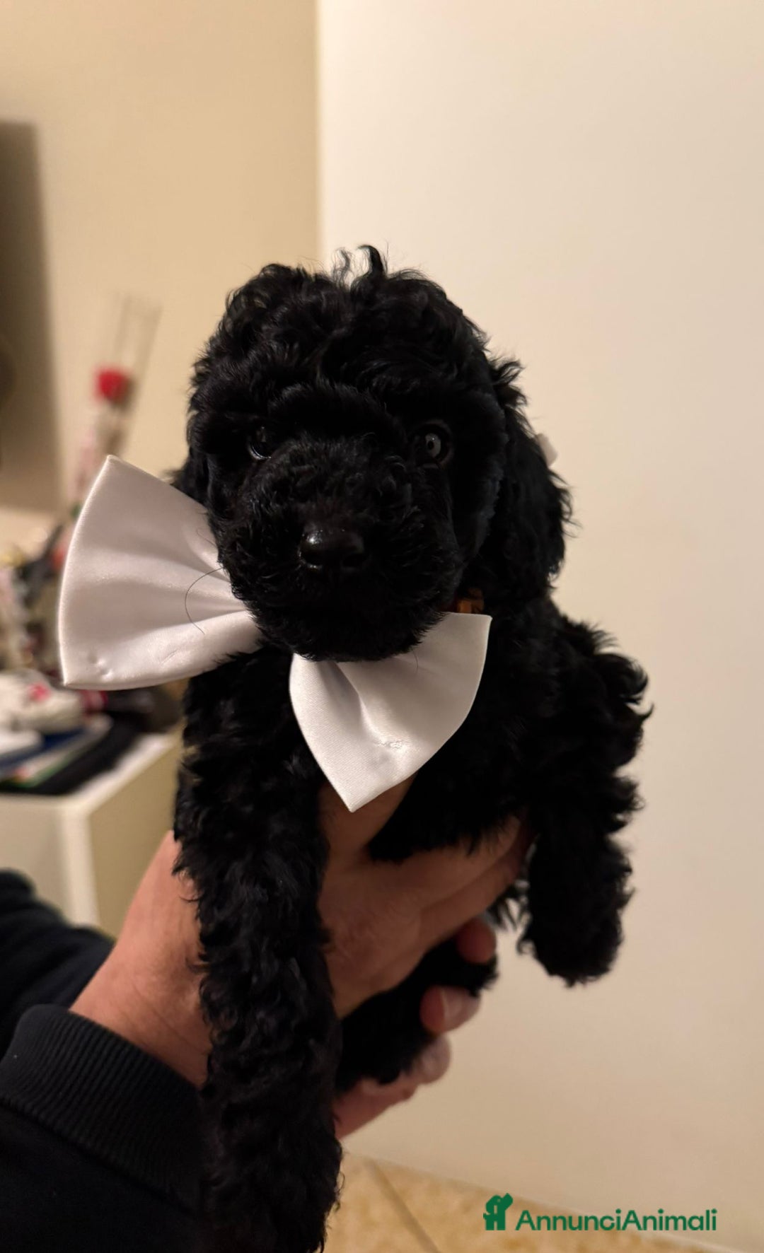 Barboncino cani in vendita: barboncini  - Annuncio 4