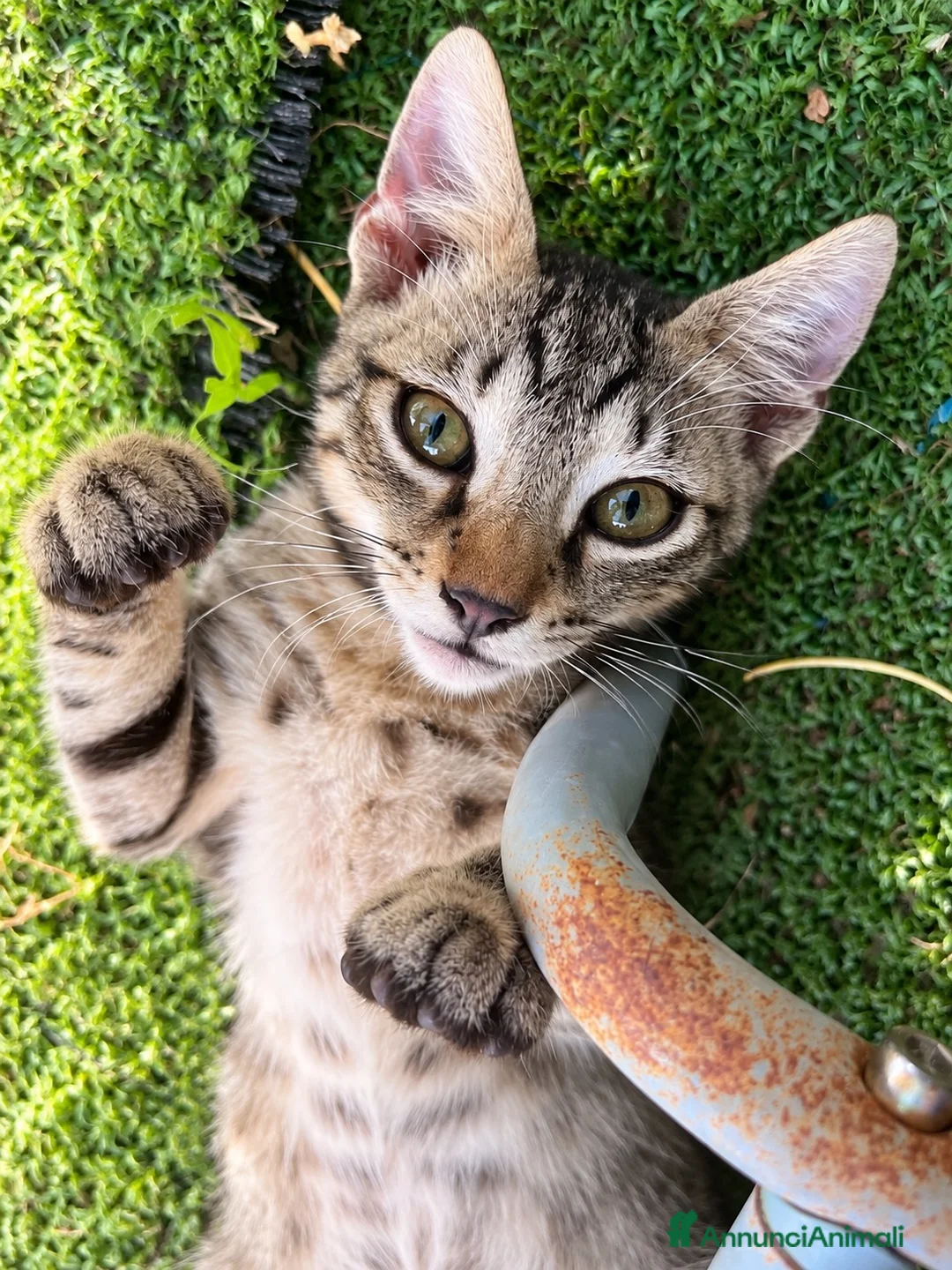 Europeo gatti in regalo: Gattino tigrato tre mesi a Città metropolitana di Roma Capitale - Annuncio 1