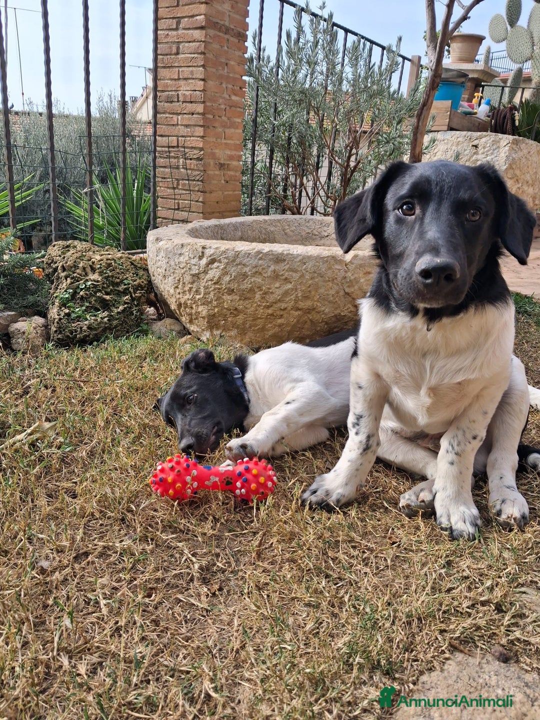 Meticcio cani in regalo: CI ADOTTATE? - Annuncio 2