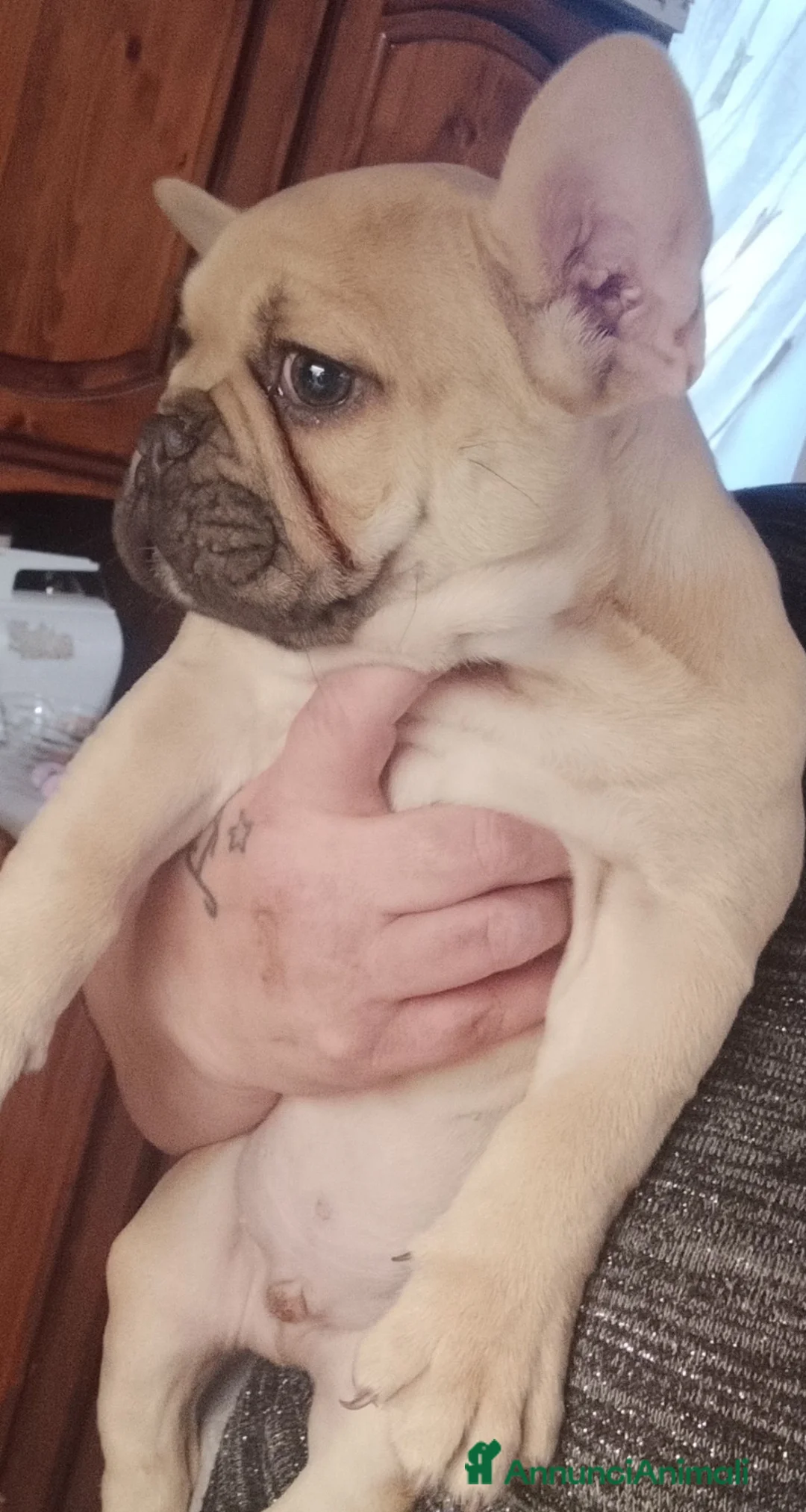 Bulldog Francese cani in vendita: Bulldog francese  - Annuncio 2