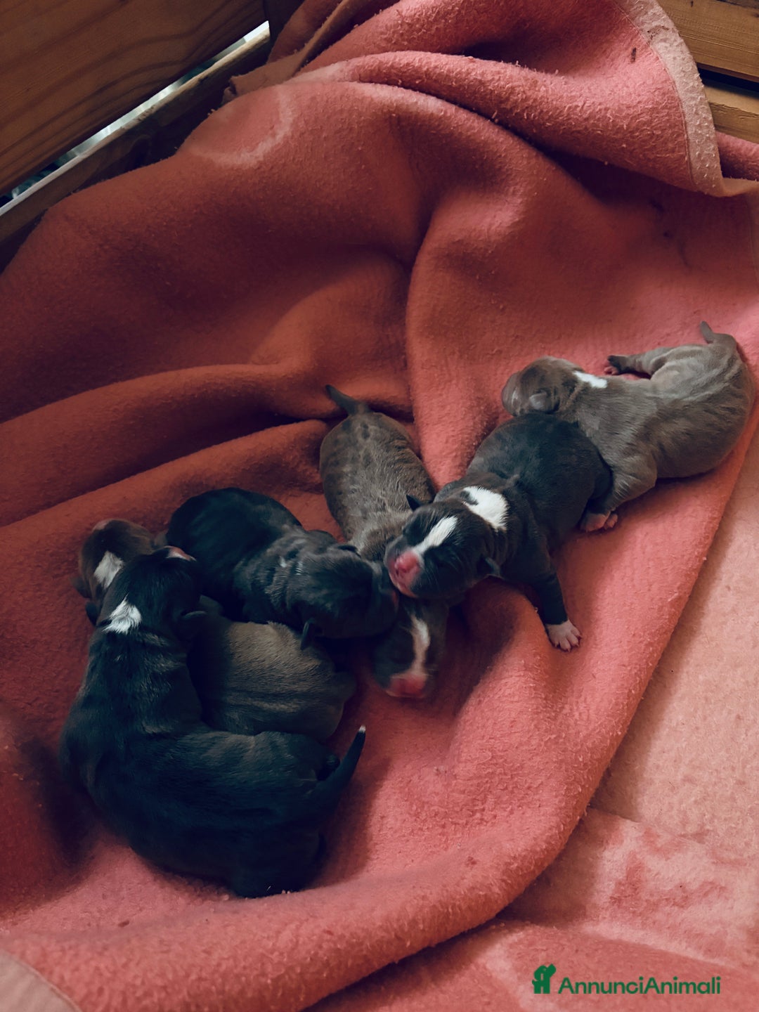 Pitbull cani in vendita: Cuccioli di Pitbull - Annuncio 1