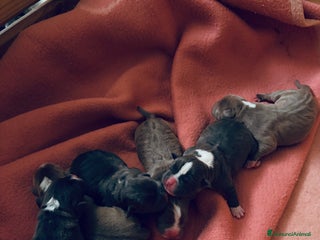 Pitbull cani Cuccioli di Pitbull - Annuncio 1