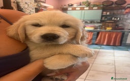 Golden Retriever cani in vendita: Cuccioli di Gold Retriever con pedigree  - Immagine 10