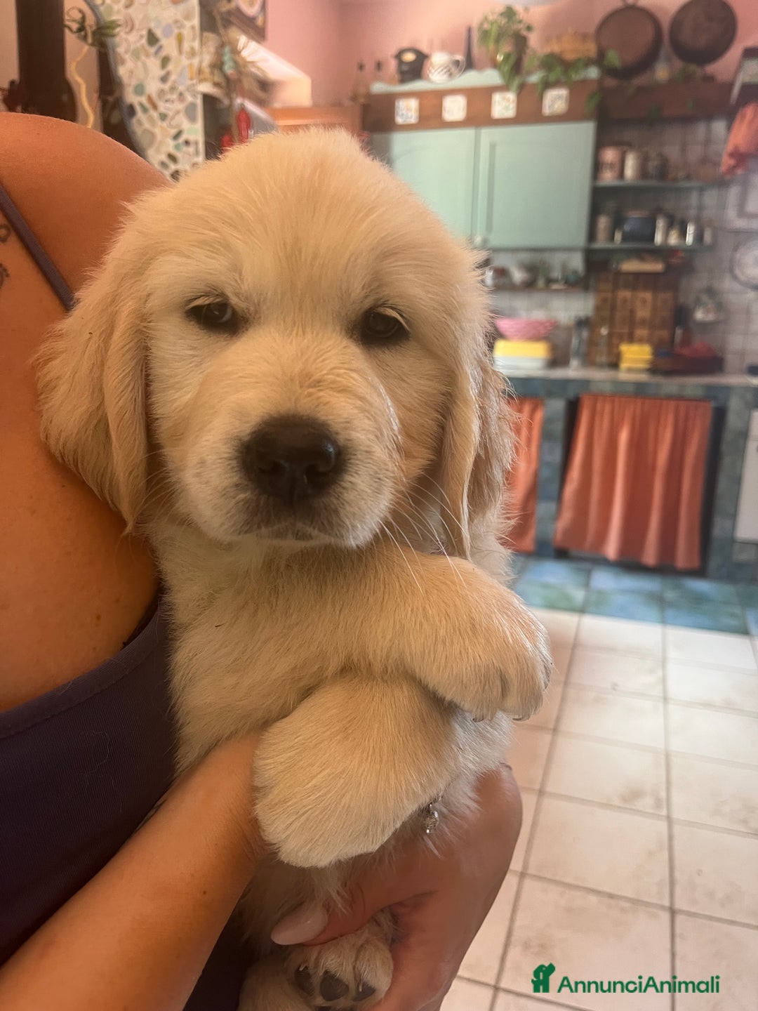 Golden Retriever cani in vendita: Cuccioli di Gold Retriever con pedigree  - Immagine 10