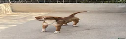 Meticcio cani in regalo: Fred  a Provincia di Verona - Annuncio 3