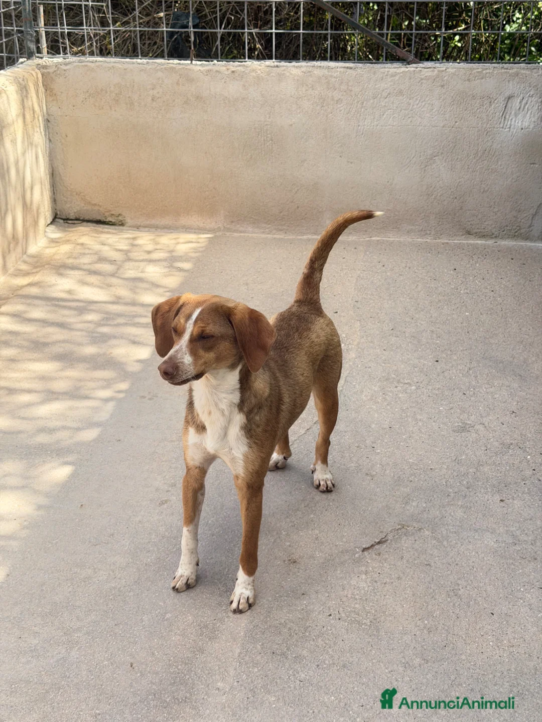 Meticcio cani in regalo: Fred  a Provincia di Verona - Annuncio 3