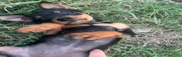 Pinscher Miniatura cani in vendita: Pincher toy - Annuncio 9