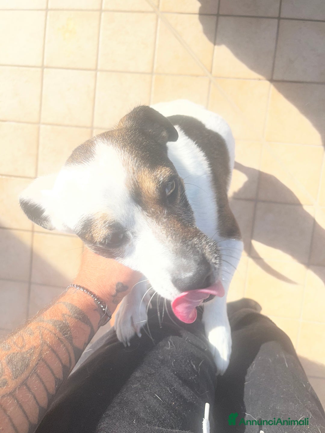 Meticcio cani in regalo: Simil jack Russel taglia piccola - Annuncio 3