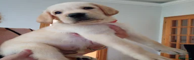 Labrador 4