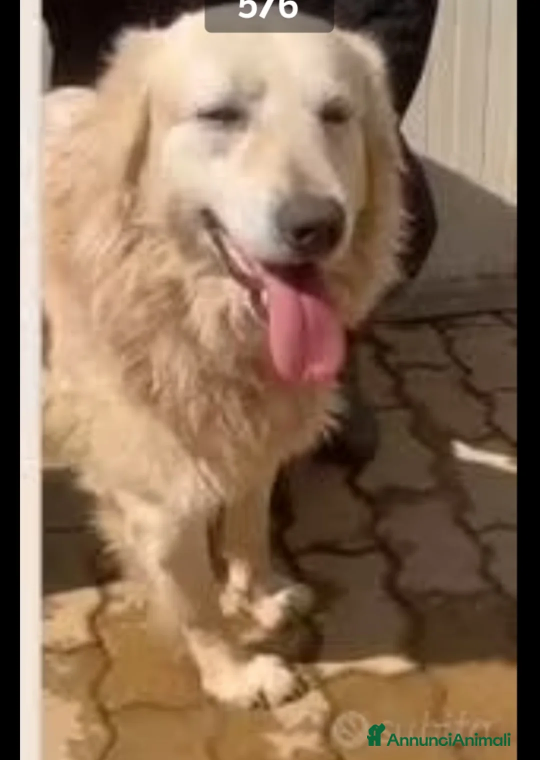 Meticcio cani in regalo: Mix Golden 6anni entrato a 3mesi in box.CALABRIA - Annuncio 5