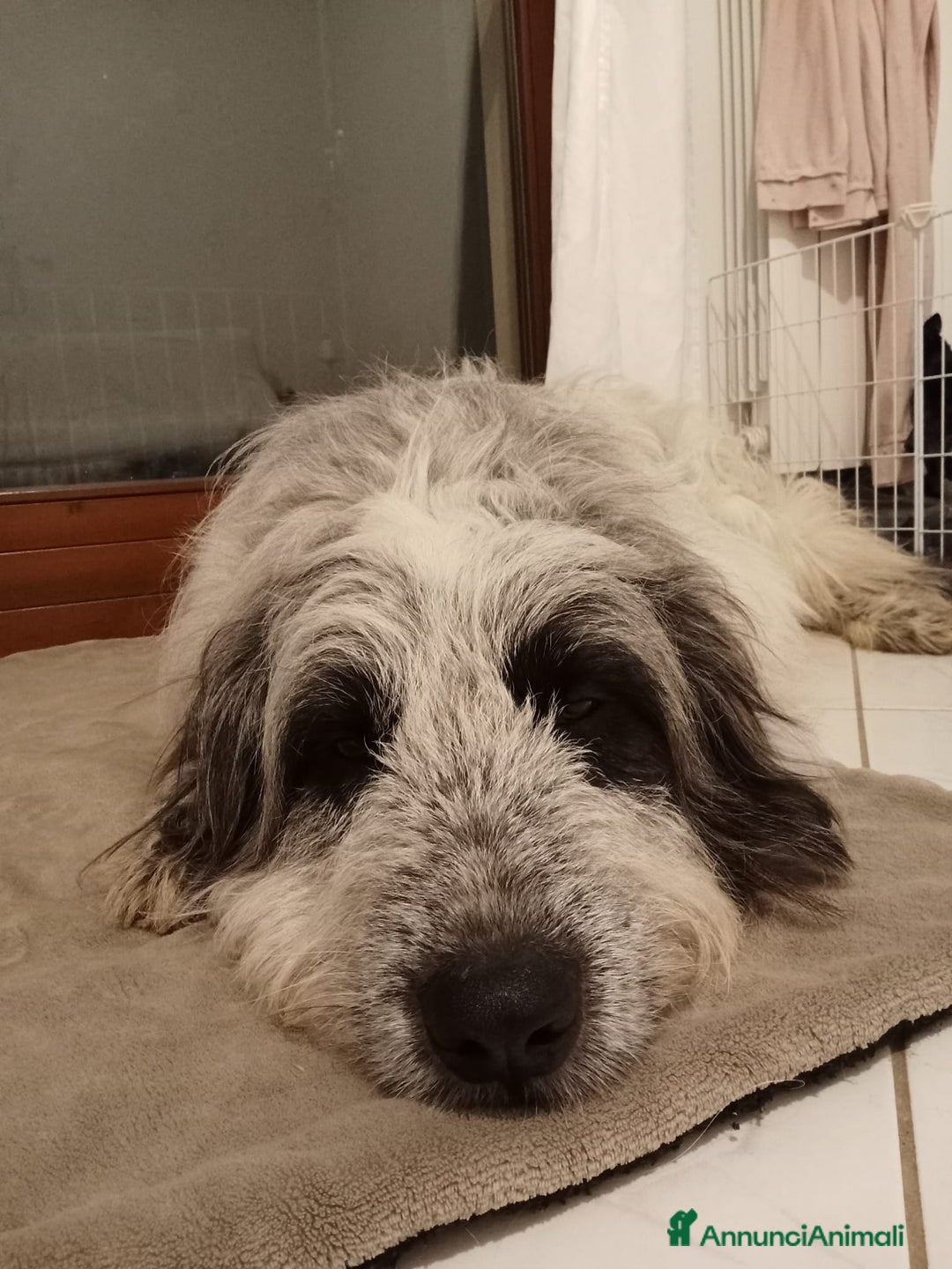 Meticcio cani in regalo: Meticcio in regalo  - Annuncio 12