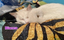 Europeo gatti in regalo: Micia bianca adulta URGENTE AIUTO SOS CASA ROMA a Città metropolitana di Milano - Immagine 3