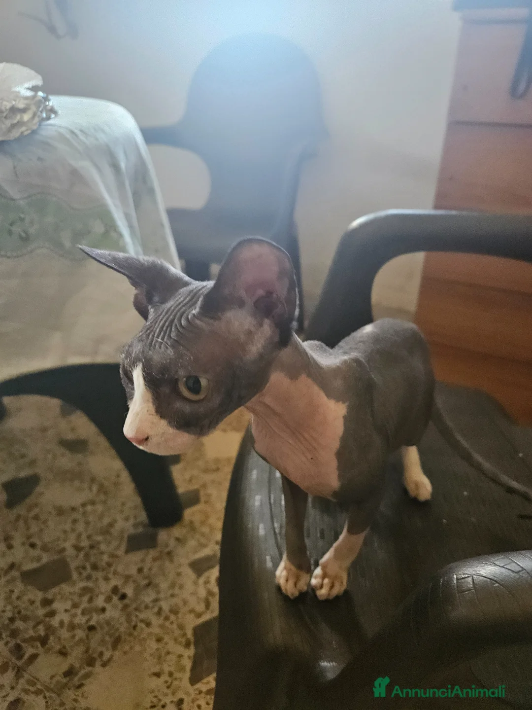 Sphynx gatti in vendita: Vendo gatto nudo SPYNX - Annuncio 1