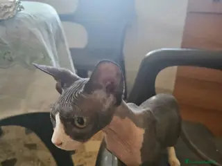 Sphynx gatti Vendo gatto nudo SPYNX - Annuncio 6