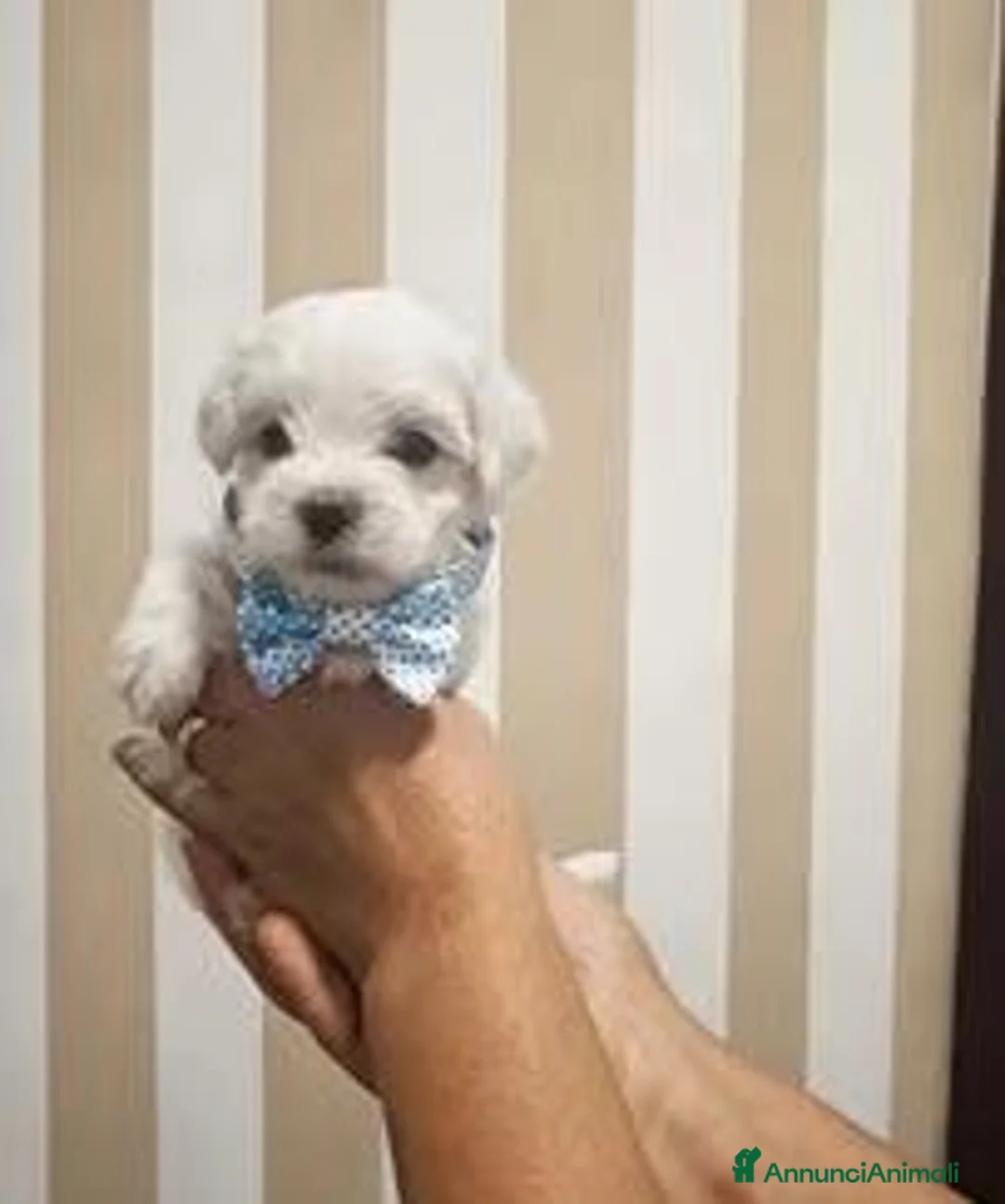Maltese cani in vendita: Maltese coreano mini toy - Annuncio 5