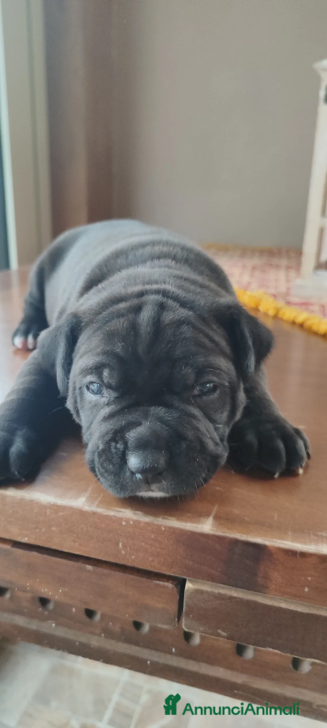 American Staffordshire cani in vendita: Splendidi maschi Amstaff  - Annuncio 27