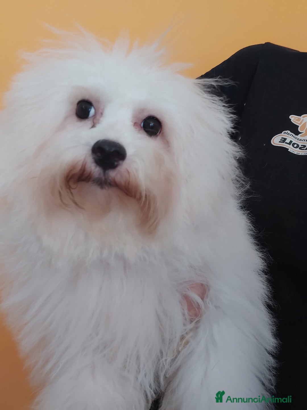 Bolognese cani in vendita: Bolognese a Magenta - Annuncio 2