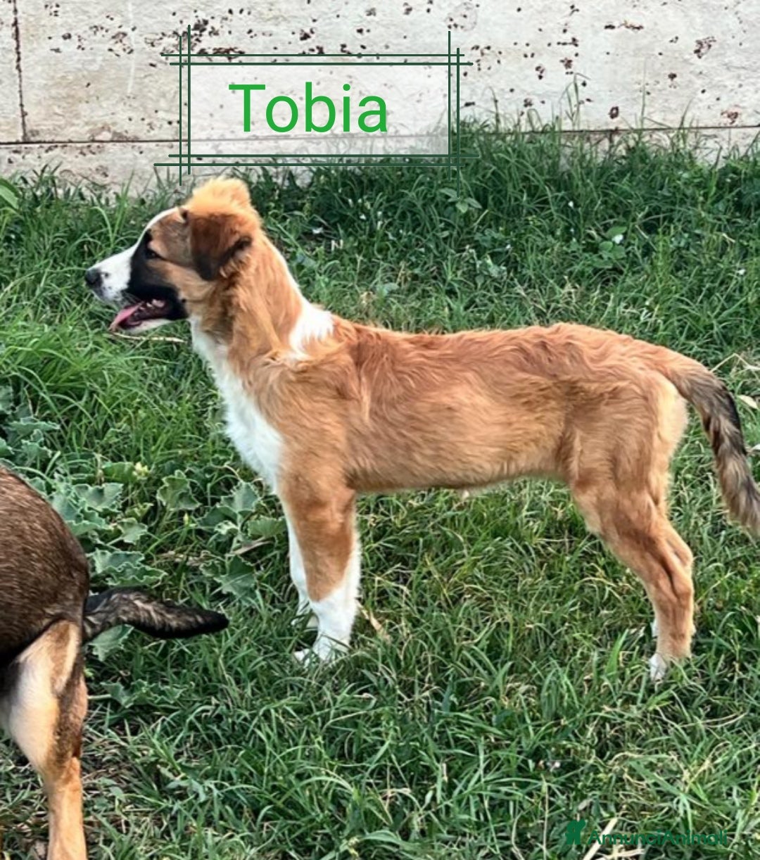 Meticcio cani Tobia 15/17mesi possibile nessuno lo noti!!CATANIA a Città metropolitana di Milano - Annuncio 2