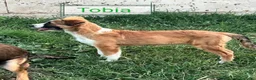Meticcio cani in regalo: Tobia 15/17mesi possibile nessuno lo noti!!CATANIA a Città metropolitana di Milano - Annuncio 2