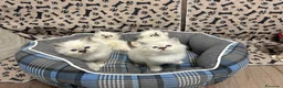 Sacro di Birmania gatti in vendita: Gattini sacro di Birmania  - Annuncio 3