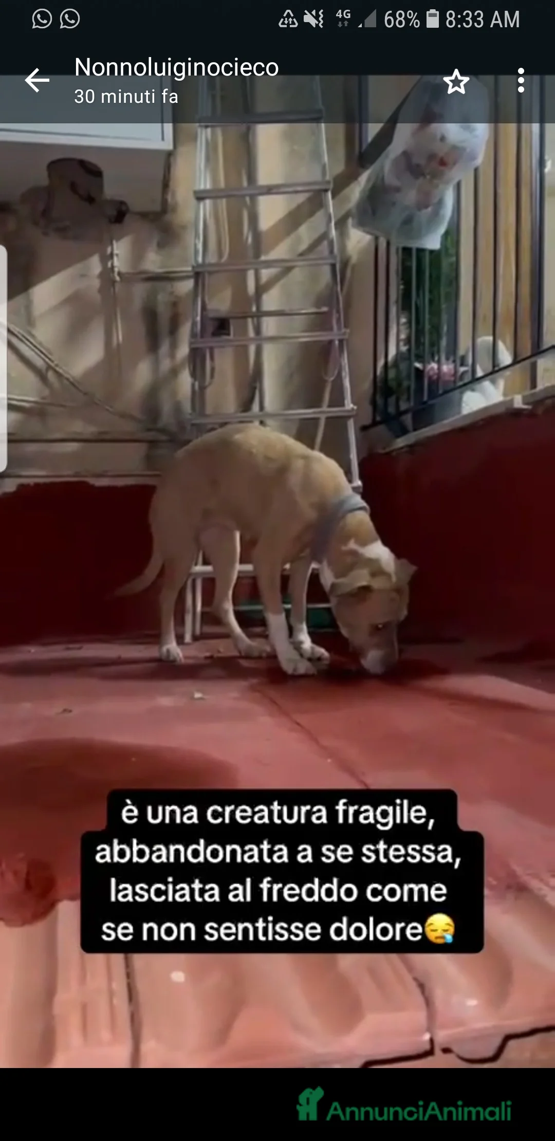Meticcio cani in regalo: ADOZ.DEL CUORE:la più ORRENDA delle storie che ho! - Annuncio 8