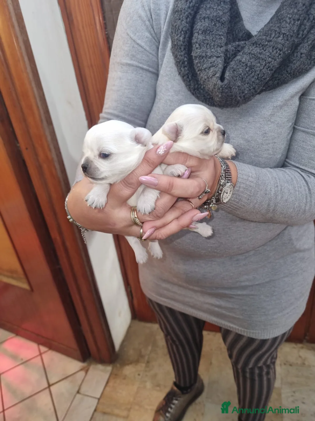 Chihuahua cani in vendita: Cuccioli chiuhauha PURI toy - Annuncio 8
