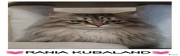 Siberiano gatti in vendita: GATTA SIBERIANA IPOALLERGENICA - Annuncio 1