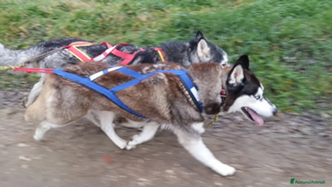 Immagine della galleria {{count}}